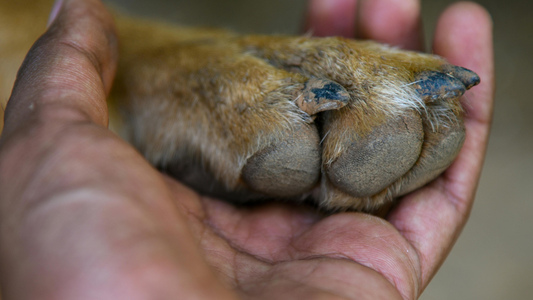 Schwarze Hundekrallen schneiden, ohne die Lebenslinie zu treffen